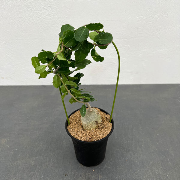 フォッケア・エデュリス（火星人）