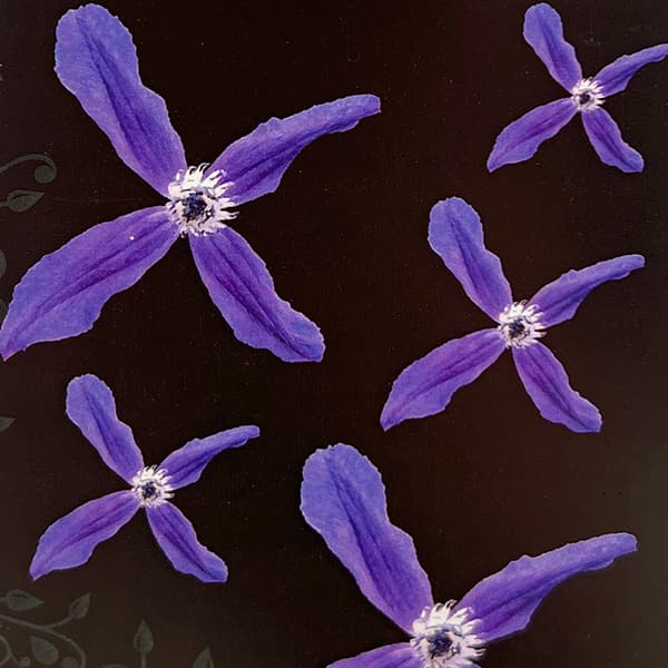 クレマチスの苗/クレマチス：龍安（リュウアン）4号ポット（インテグリフォリア系）のサムネイル