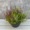 (わけあり特価)カルーナ:ガーデンガールズ花色ミックス植え7号鉢植え