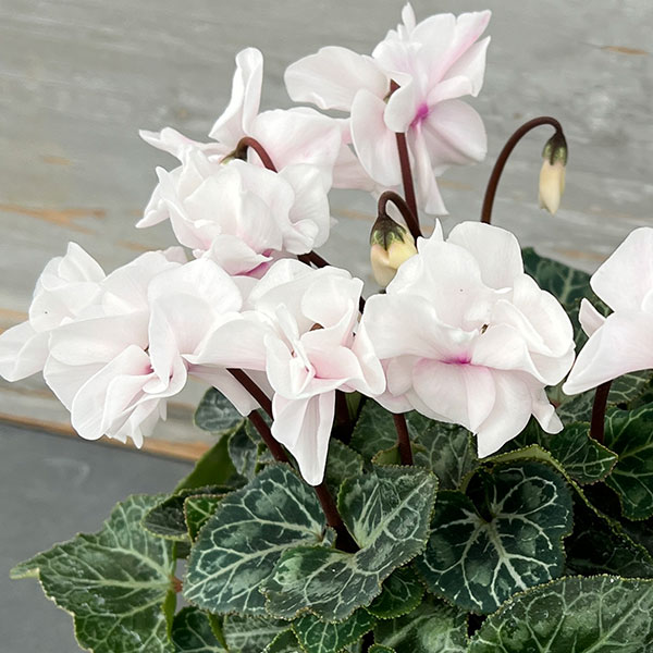 シクラメン：ツヴァイ ホワイト4号鉢植え