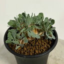 観葉植物/オトンナ:カカリオイデス 2.5号鉢植え24-03