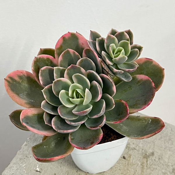 観葉植物/エケベリア：ピンクベラ錦 2.5号ポット