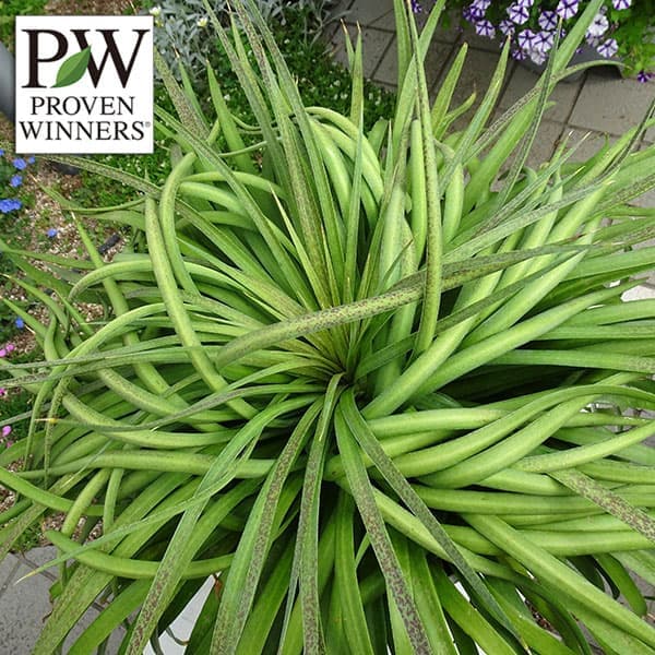 観葉植物/マンガベ：バッドヘアデイ3号ポット