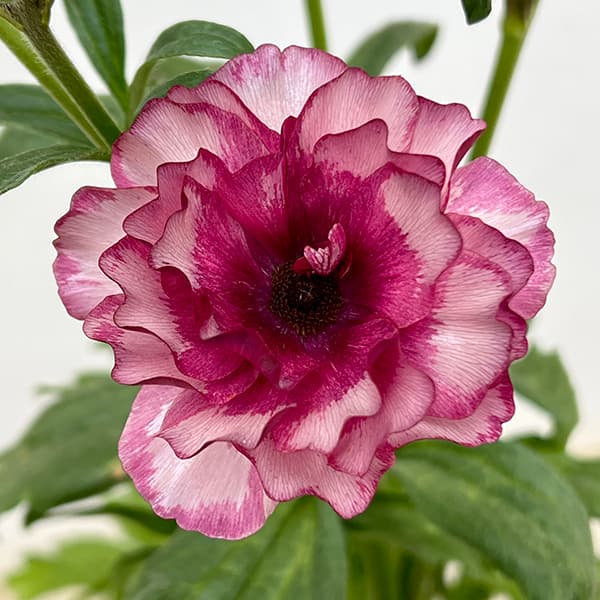 楽天市場】ラナンキュラス：ラックスの通販