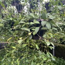 観葉植物/ホヤ:ザンバレス 5号吊り鉢*