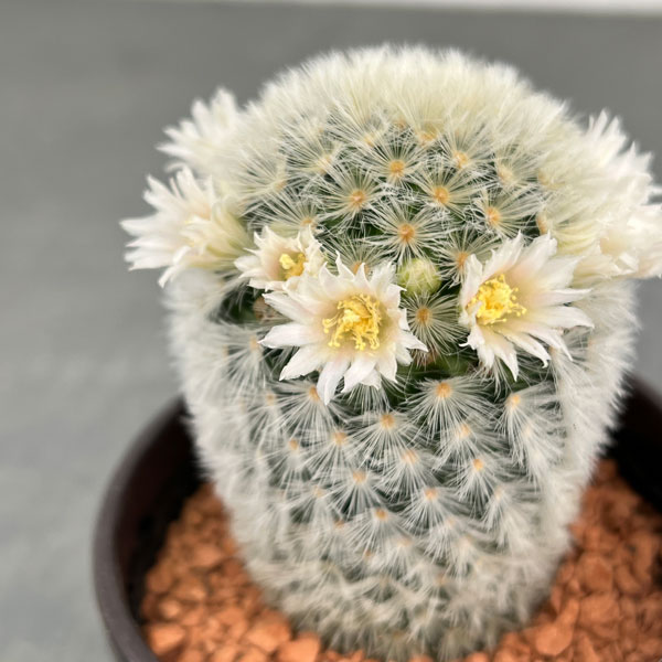 観葉植物/サボテン：マミラリア・カ...