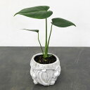 観葉植物/モンステラ:アダンソニー3号 ノームポット入り