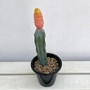 観葉植物/サボテン:スルコレブチア カニグラリー錦 接ぎ木仕立て 4号鉢植え