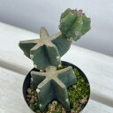 観葉植物/サボテン:ハシラサボテンブランチ 2.5号ポット