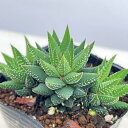 観葉植物/ハオルチア:鼓笛 2.5号ポット