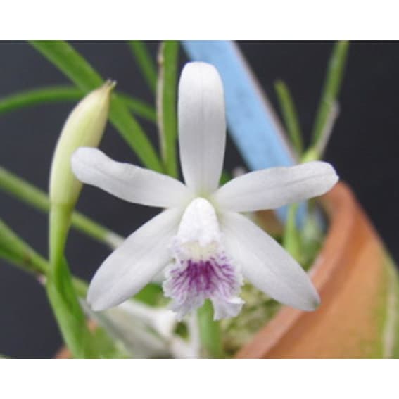 山野草の苗/カトレヤ ルンディ セルレア 2号ポット