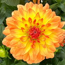 (わけあり特価)ダリア:ダリーニャマキシ テキーラ6号鉢植え
