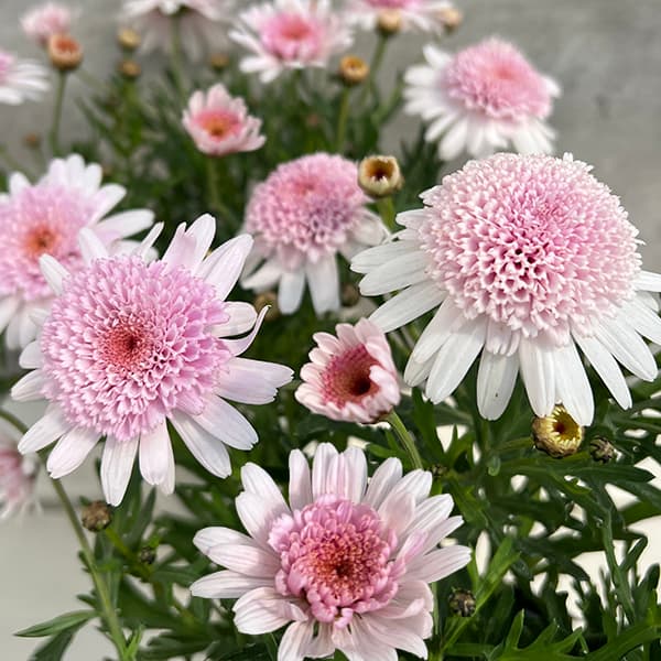 楽天市場】ホイップ マカロン（花・ガーデン・DIY）の通販