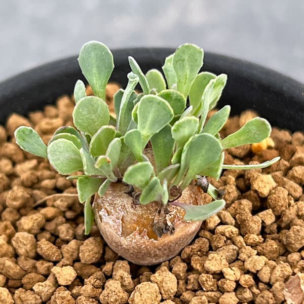 楽天市場】オトンナの通販