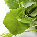 野菜の苗/フキ:愛知早生ふき3号ポット 12株セット