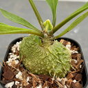 観葉植物/ミルメコディア:プラティレア2号角鉢