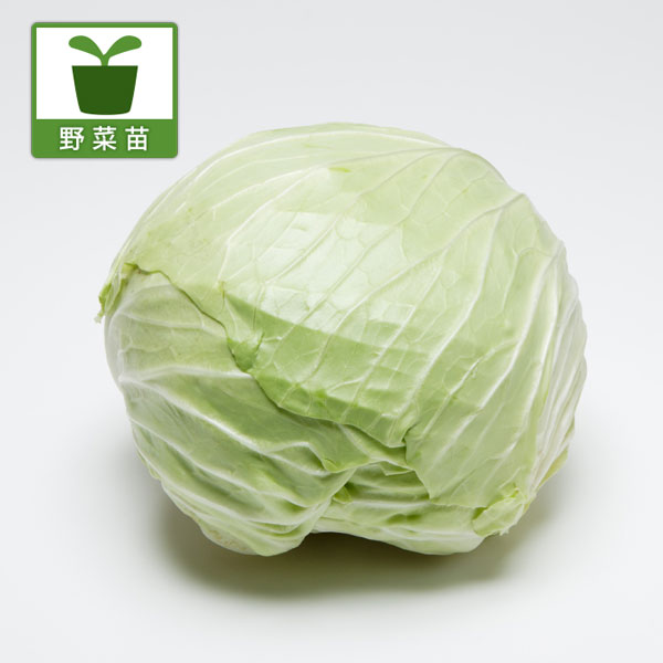 野菜の苗/キャベツ：若女将（ワカオカミ）の苗3号ポット 3株セット