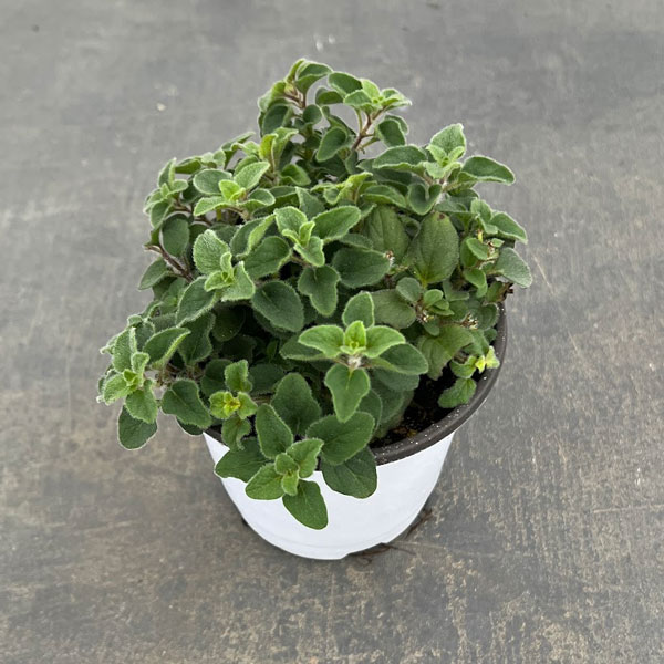 ハーブの苗/香りハーブ：オレガノ ホット＆スパイシー3.5号ポット