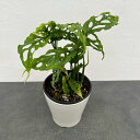 観葉植物/モンステラ:オブリクア ペルー 5号鉢植え