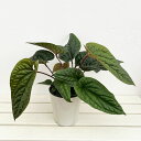 観葉植物/アンスリウム:ルクリアンス×ラディカンス 5号鉢植え