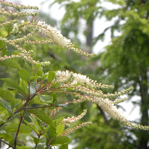 花木 庭木の苗/西洋リョウブ：シェリーシュー3号ポット