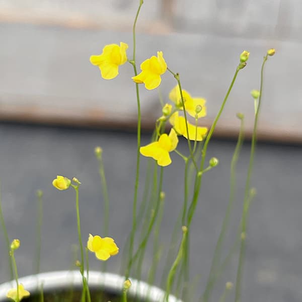 12/22着 ヒカゲノカズラ flowerさま専用 1.5m×6×10セット 【公式通販】