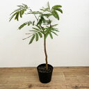 観葉植物/エバーフレッシュ(ネムノキ)6号鉢植え*