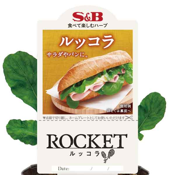 ハーブの苗/S＆Bルッコラ3号ポッ...