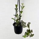 観葉植物/ホヤ:マニプレンシス 3号吊り鉢