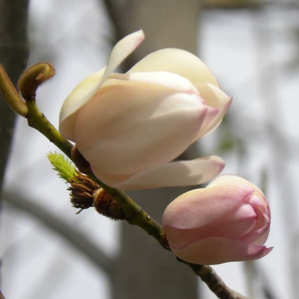 花木 庭木の苗/マグノリア：ジャックフォッグ5号ポット