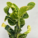 観葉植物/クロトン:sp.(カール系) 4号鉢植え