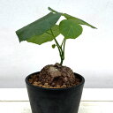 観葉植物/ステファニア:スベローサ 3.5号ポット