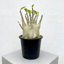 観葉植物/アデニウム :ファットタイプ 5号25-04