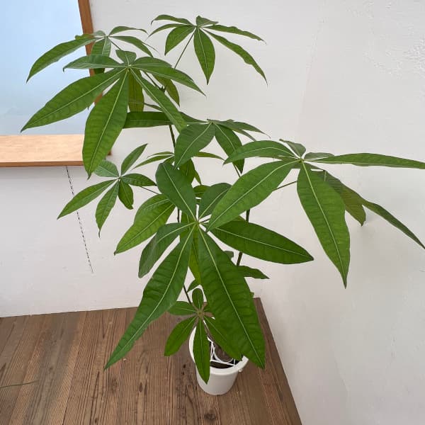 観葉植物/パキラ：グラブラ8号25-01