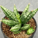 観葉植物/サンセベリア:ミンマニー 2.5号鉢植え