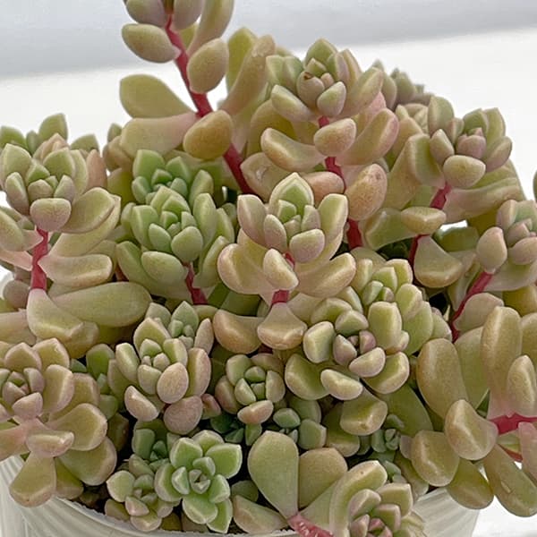 観葉植物/グラプトセダム：スプリングワンダー×だるま姫秋麗（ヒメシュウレイ）2.5号ポットのサムネイル