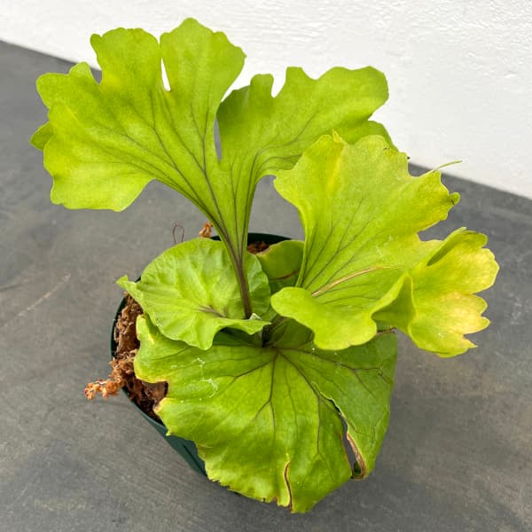 観葉植物/ビカクシダ：リドレイモン...