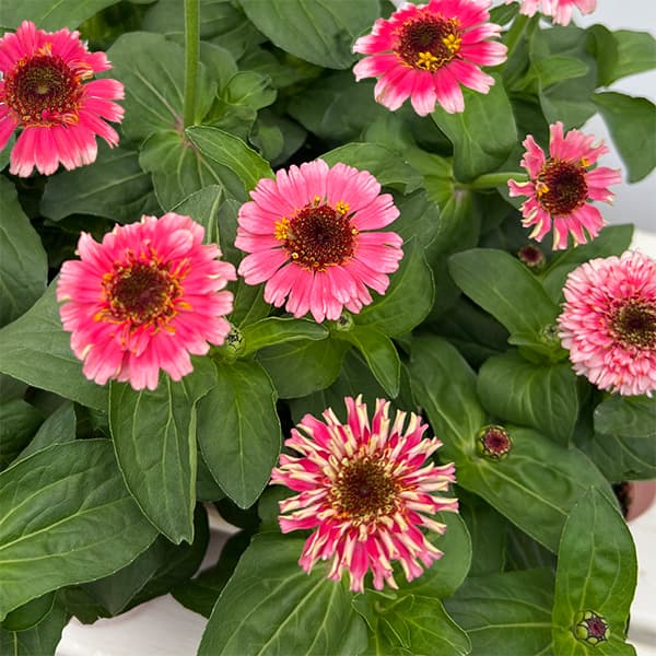 草花の苗/ジニア（百日草）：シンデレラフィズ3.5号ポットのサムネイル