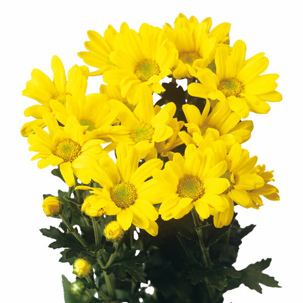 草花の苗/（わけあり特価）寒菊小菊：冬月（黄系）3号ポット