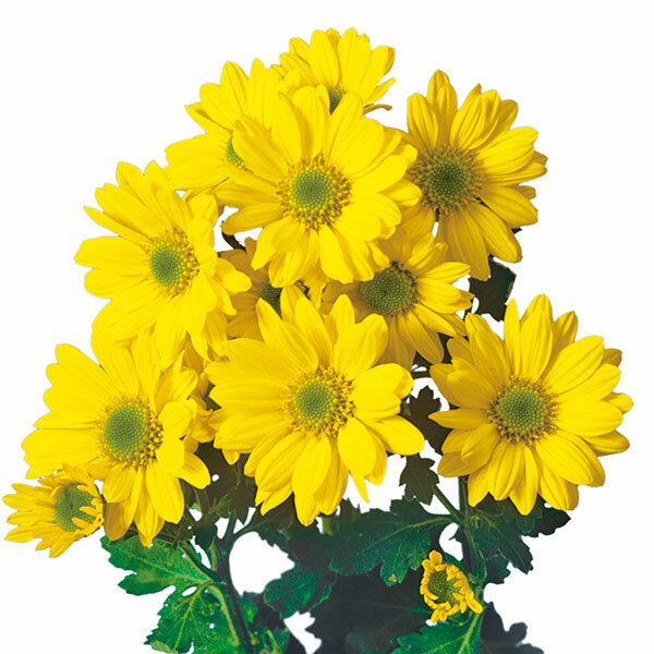 草花の苗/手間なし菊冬咲き お正月咲きスプレー菊 シンフォニー 4号ポット