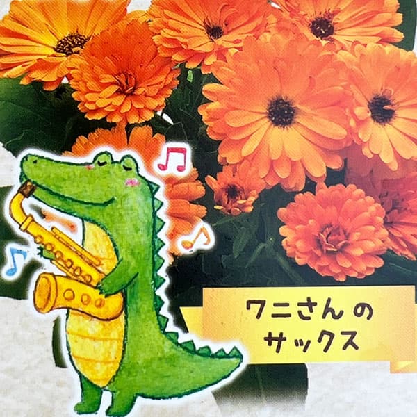 草花の苗/もこもこカレンジュラ：ワニさんのサックス（エミフル パンプキン）2.5号ロングポット