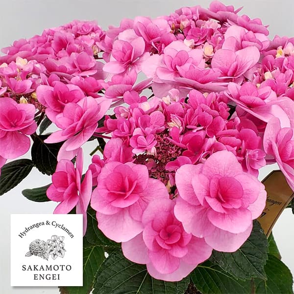 花木 庭木の苗/アジサイ：リリールー（ピンク）3.5号ポット