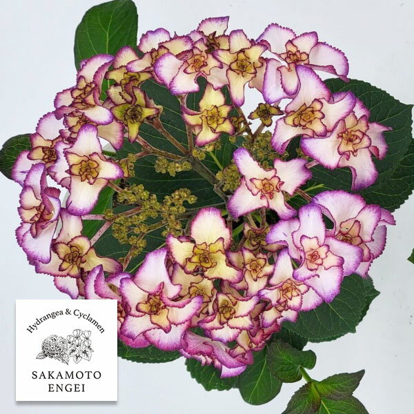 花木 庭木の苗/アジサイ：フローレンス（ブルー）3.5号ポット