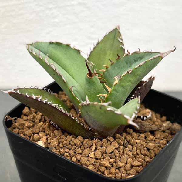 楽天市場】アガベオテロイの通販