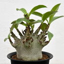 観葉植物/アデニウム:アラビカム ドワーフ 4号鉢植え