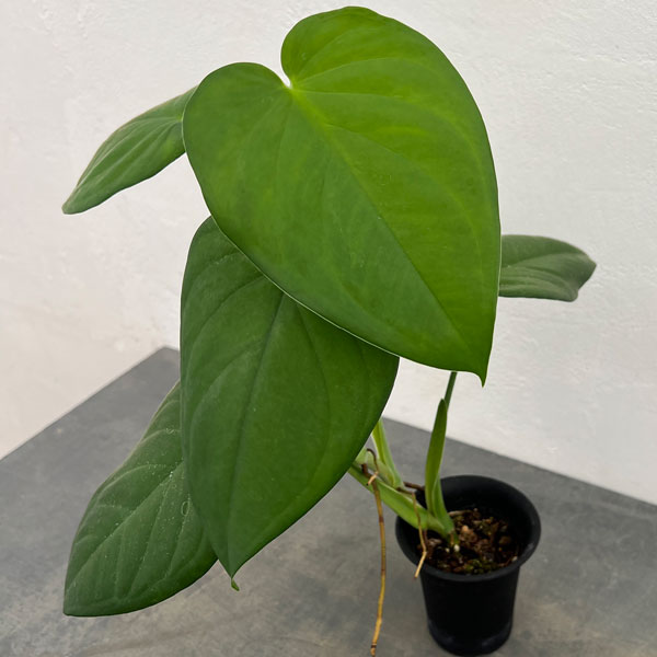 観葉植物/（わけあり特価）シンゴニウム：チアペンス 3号鉢植え