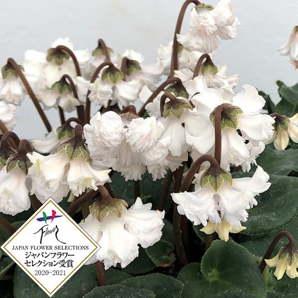 シクラメン：大内園芸さんの天使のはね ホワイト系4号鉢植えのサムネイル