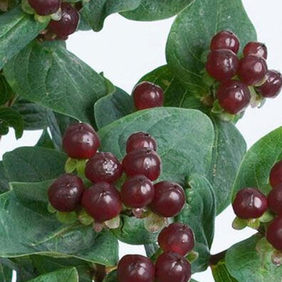 草花の苗/ヒペリカム：ミラクルナイト3号ポットのサムネイル