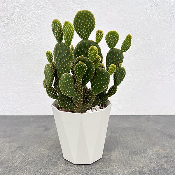 観葉植物/サボテン：金烏帽子（きんえぼし）4号鉢植え