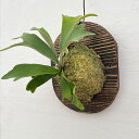 観葉植物/ビカクシダ(コウモリラン):ウィリンキー セルソ 板付け仕立て*